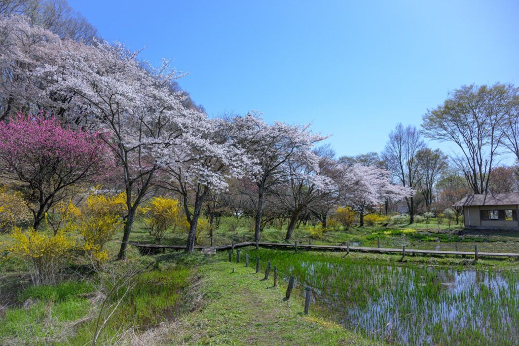 お花見シーズンは例年3月中旬〜4月上旬頃