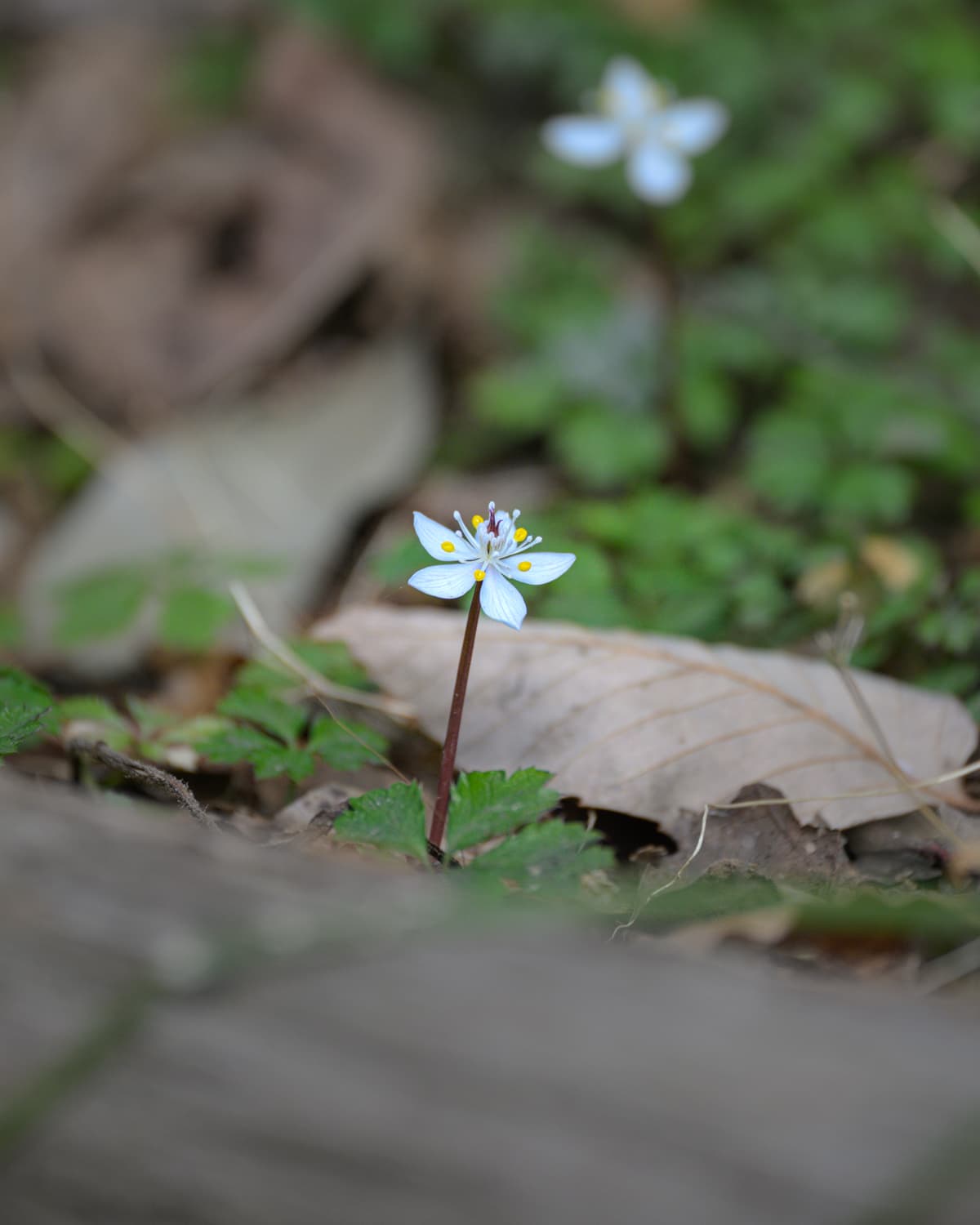 バイカオウレン