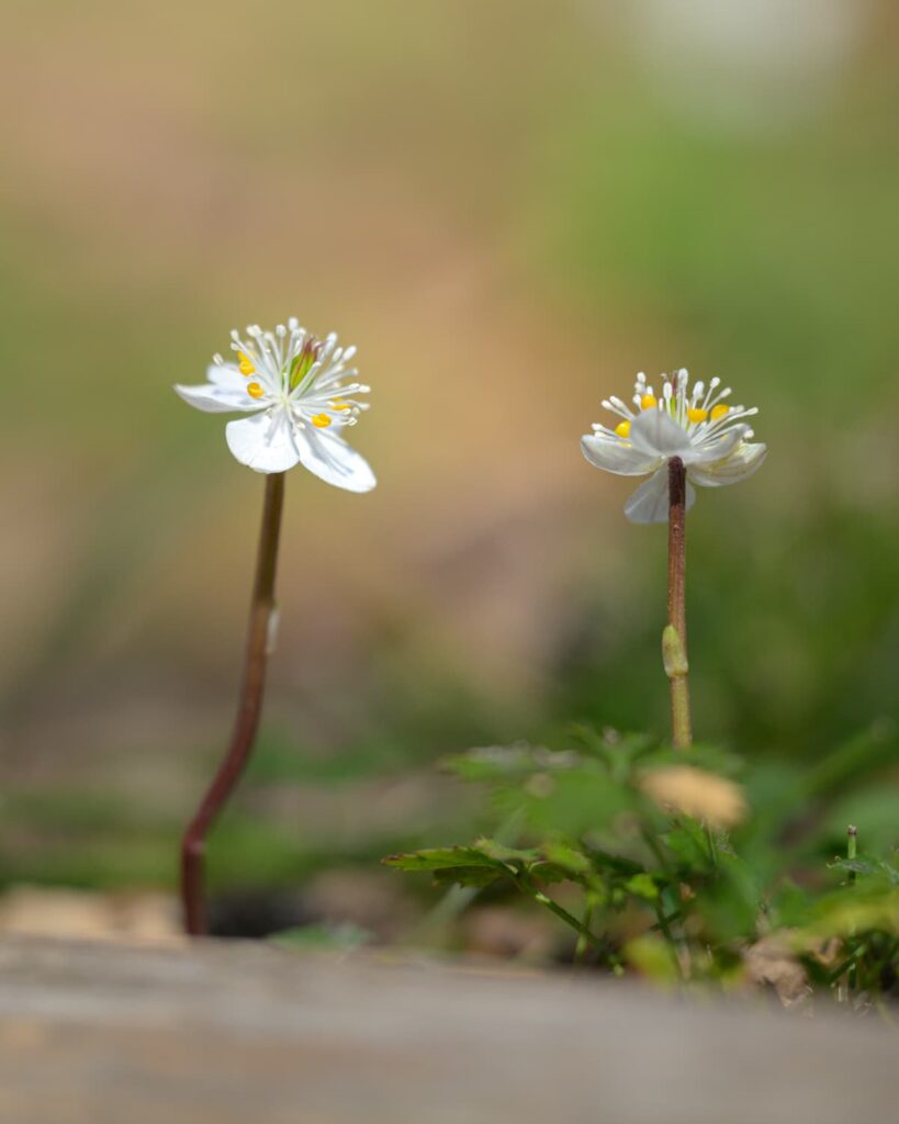 バイカオウレン