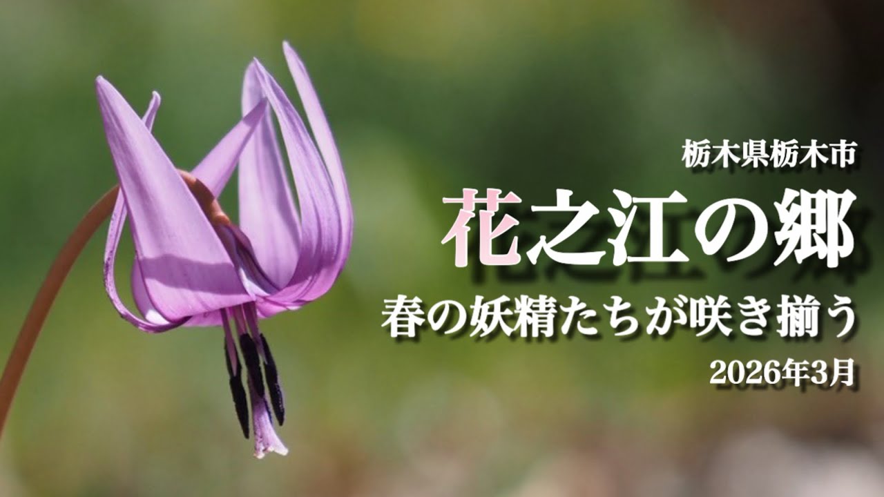 MasA naTureeee YouTubeチャンネル