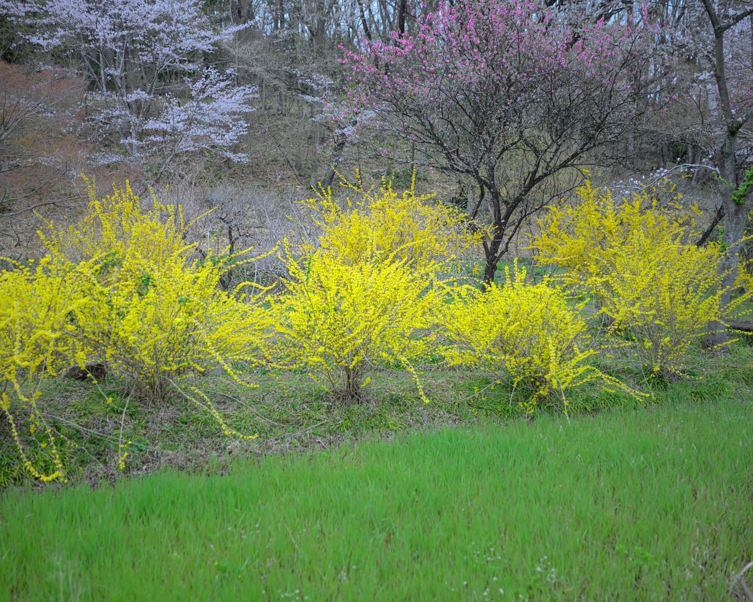 レンギョウと桜