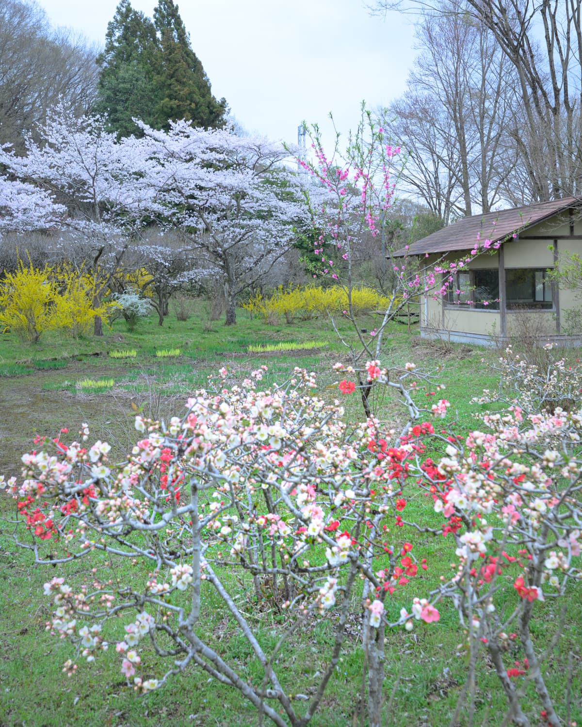 桜・レンギョウ・ボケの共演