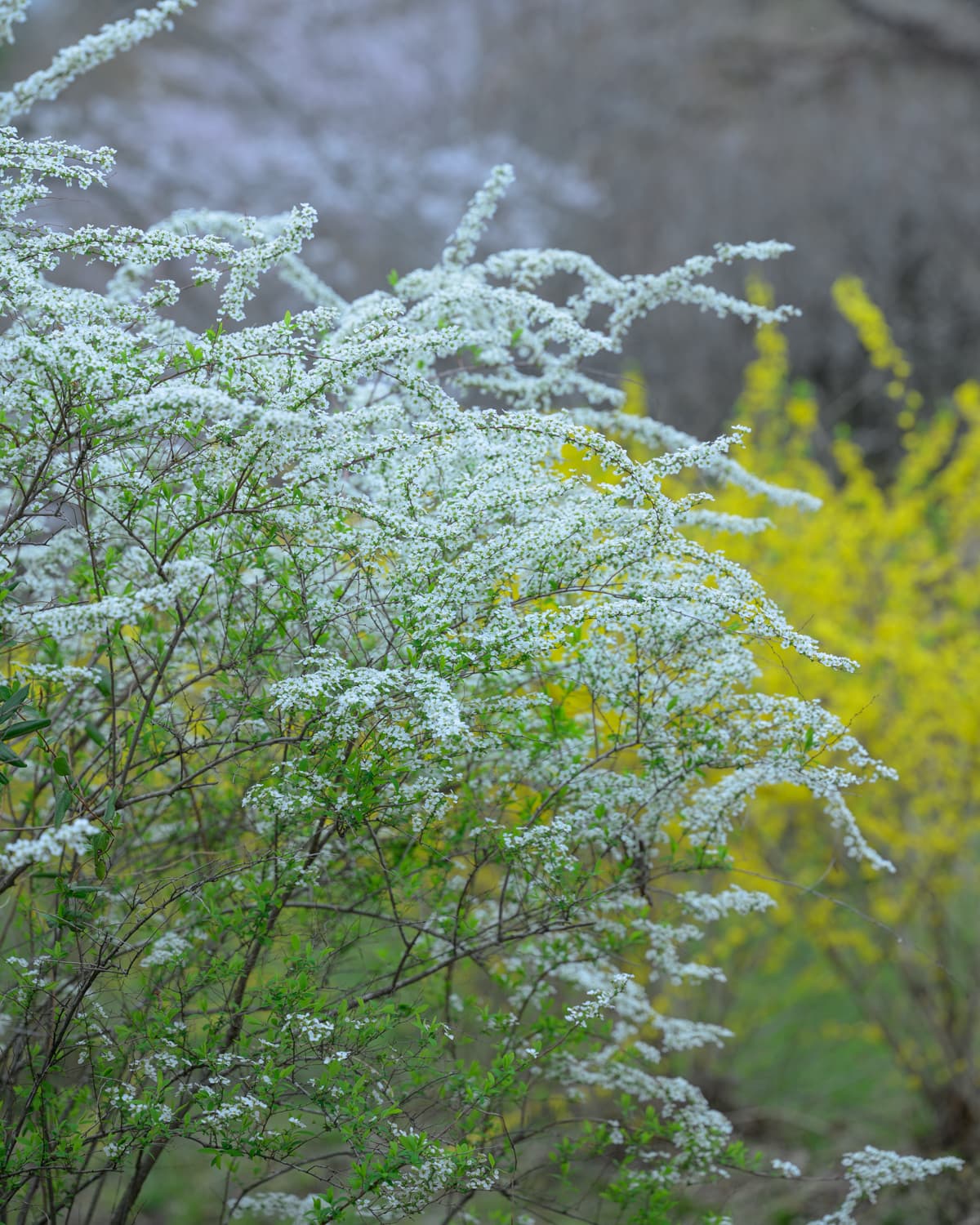 ユキヤナギとレンギョウ