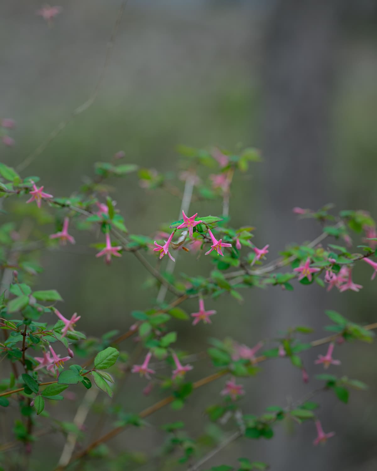 ウグイスカグラ