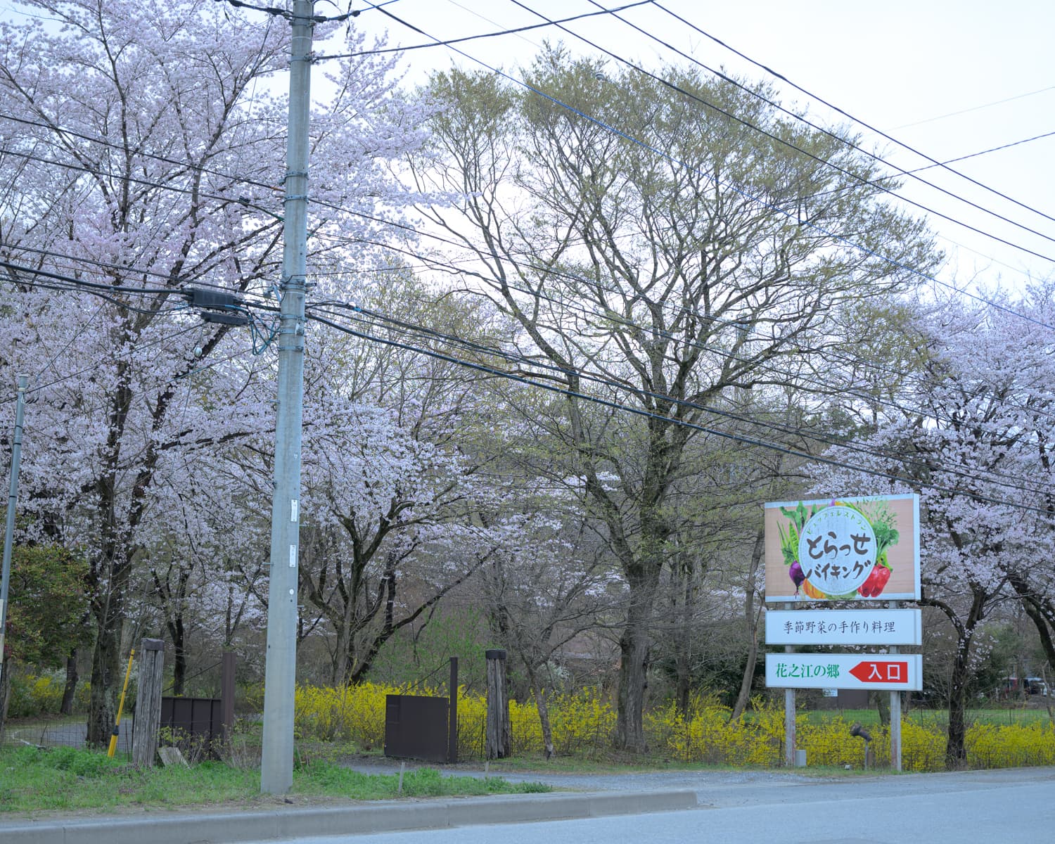 花之江の郷 入口と桜
