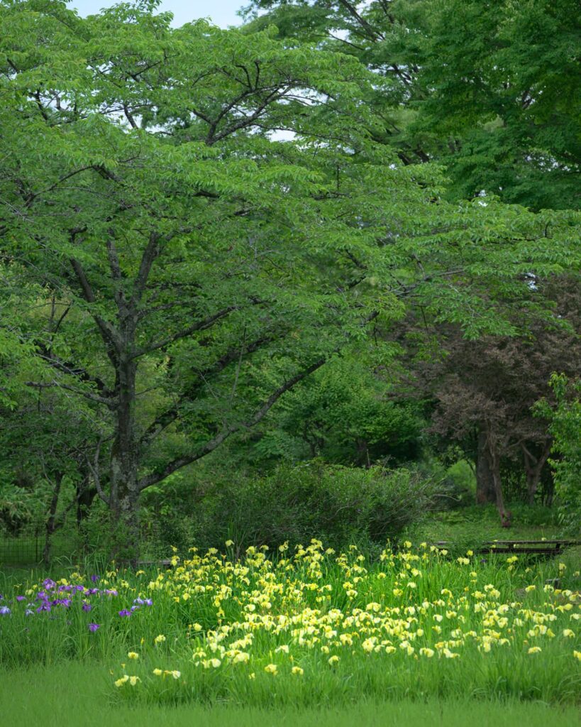 園内風景(ハナショウブ群落)